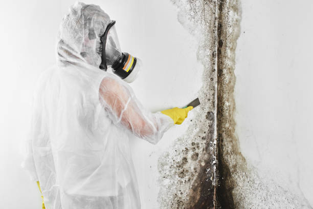 Best Local Mold Removal Service  in Glen Alpine, NC