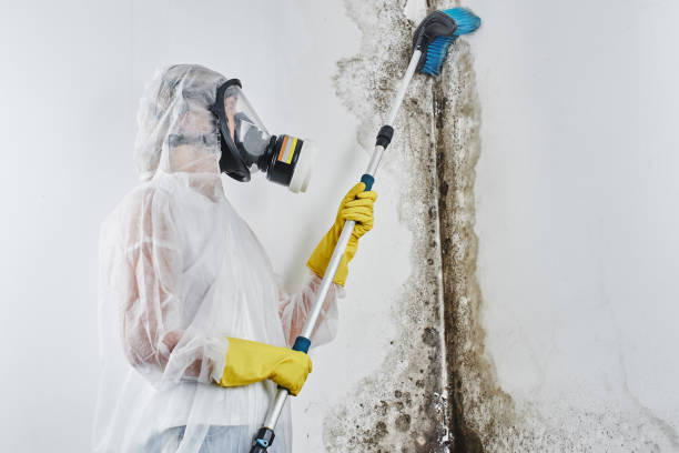 Home Mold Removal in Glen Alpine, NC