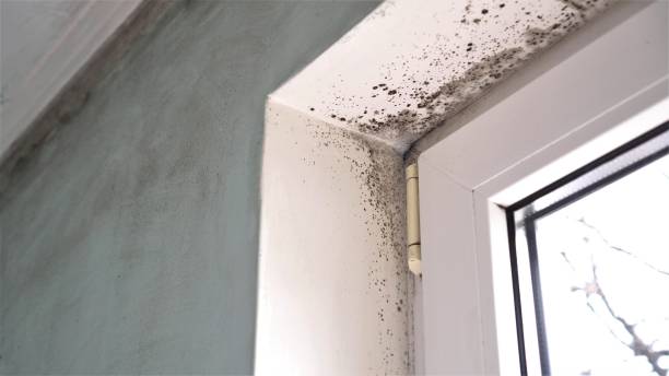 Best Office Mold Removal Services  in Glen Alpine, NC