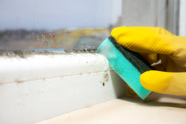 Best Mold Removal Process  in Glen Alpine, NC