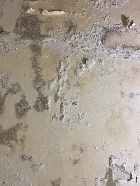 Glen Alpine, NC Mold Removal Company