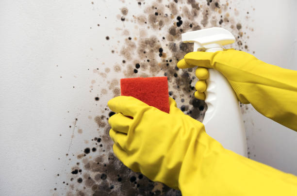Mold Removal Process in Glen Alpine, NC
