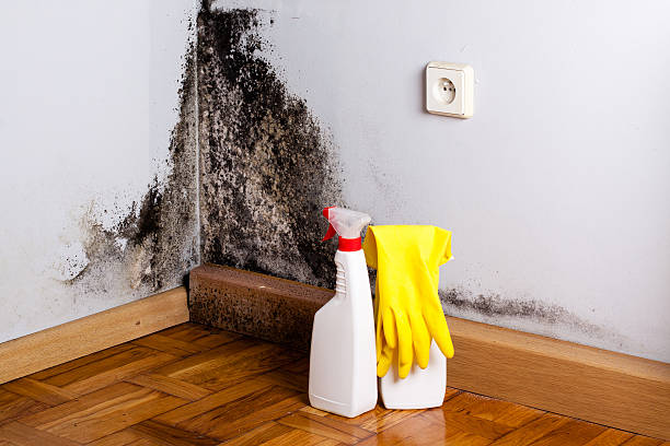 Best Professional Mold Removal  in Glen Alpine, NC