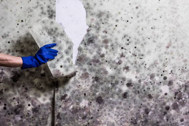 Office Mold Removal Services in Glen Alpine, NC