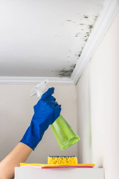 Best Home Mold Removal  in Glen Alpine, NC
